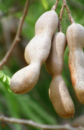 Tamarind tribal organic farm