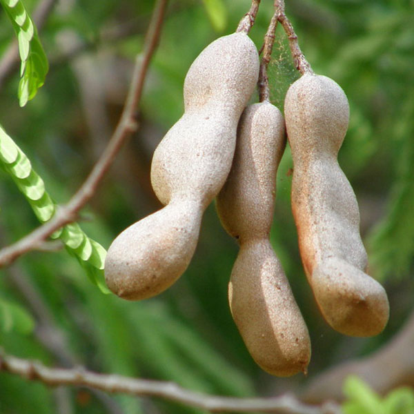 Tamarind tribal organic farm